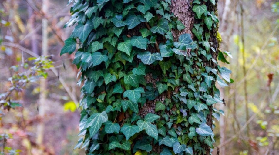 28 Invasive Plants to Avoid in the Pacific Northwest