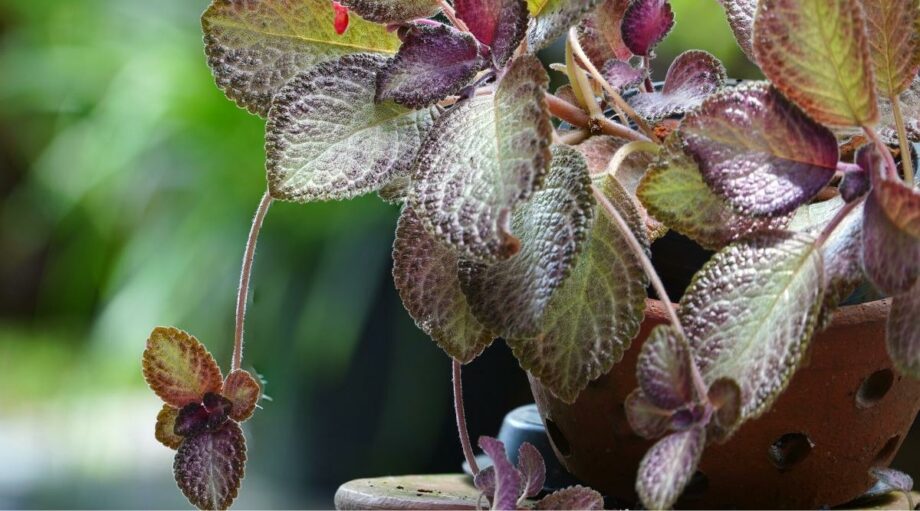 How to Plant, Grow, and Care for Flame Violets