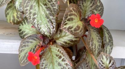 How to Plant, Grow, and Care for Flame Violets