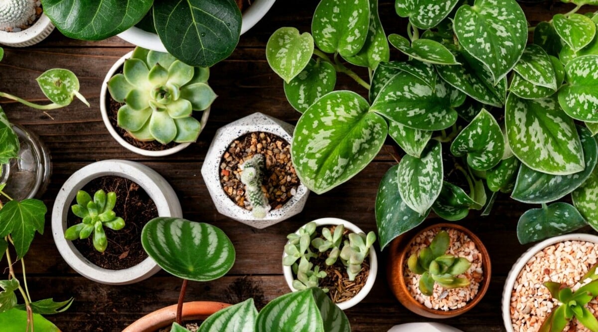 On a rustic brown table, a collection of small potted houseplants flourishes. These plants vary in size, shape, and arrangement, but their vibrant green hues unify them, lending a fresh, natural charm to the setting. Each plant is a unique testament to the beauty of nature.