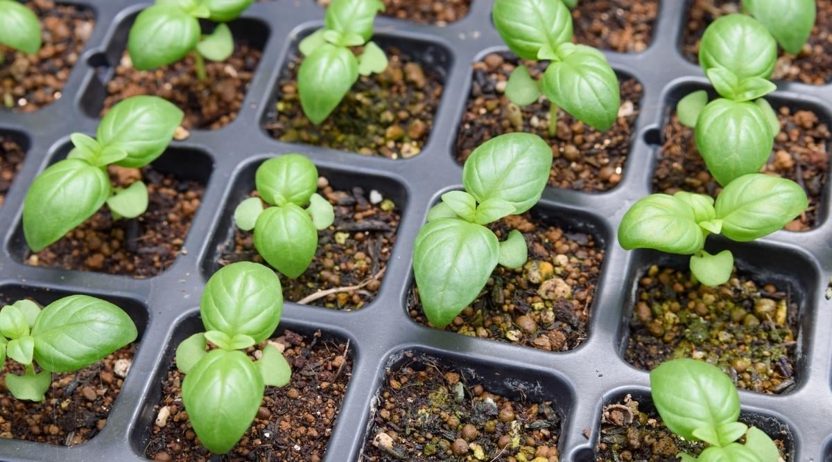 When to Start Seeds in Zone 3