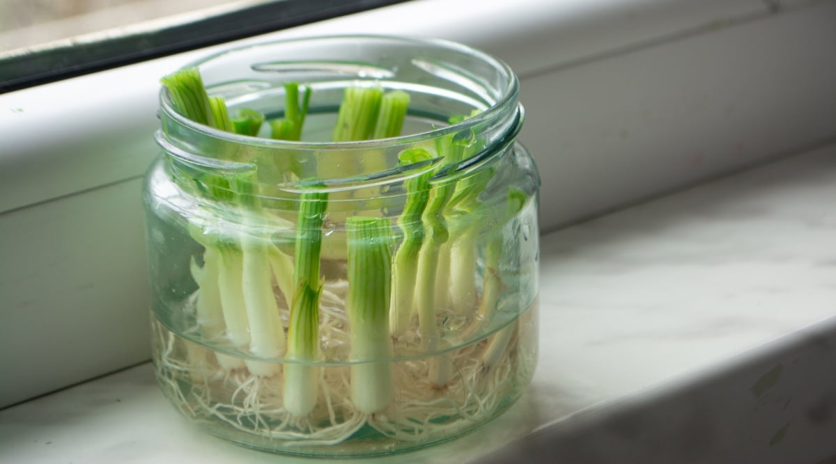 In the transparent glass on the windowsill, slender green onion roots delve deep into the minimal water, anchoring the thriving plant. Tall, vibrant green stems reach towards the light and are adorned with fresh leaves.