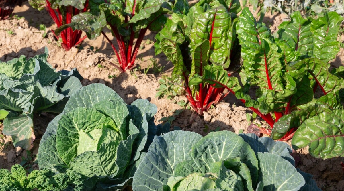 A close-up of a garden bed with young beet and cabbage plants growing in it under the bright sunlight. The soil is loose and well-drained, and the plants are evenly spaced.