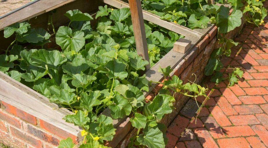 Picture of 9 Tips for Growing Vegetables in a Cold Frame