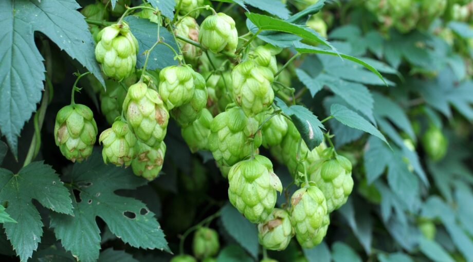 37 Seeds That Require Cold Stratification To Germinate