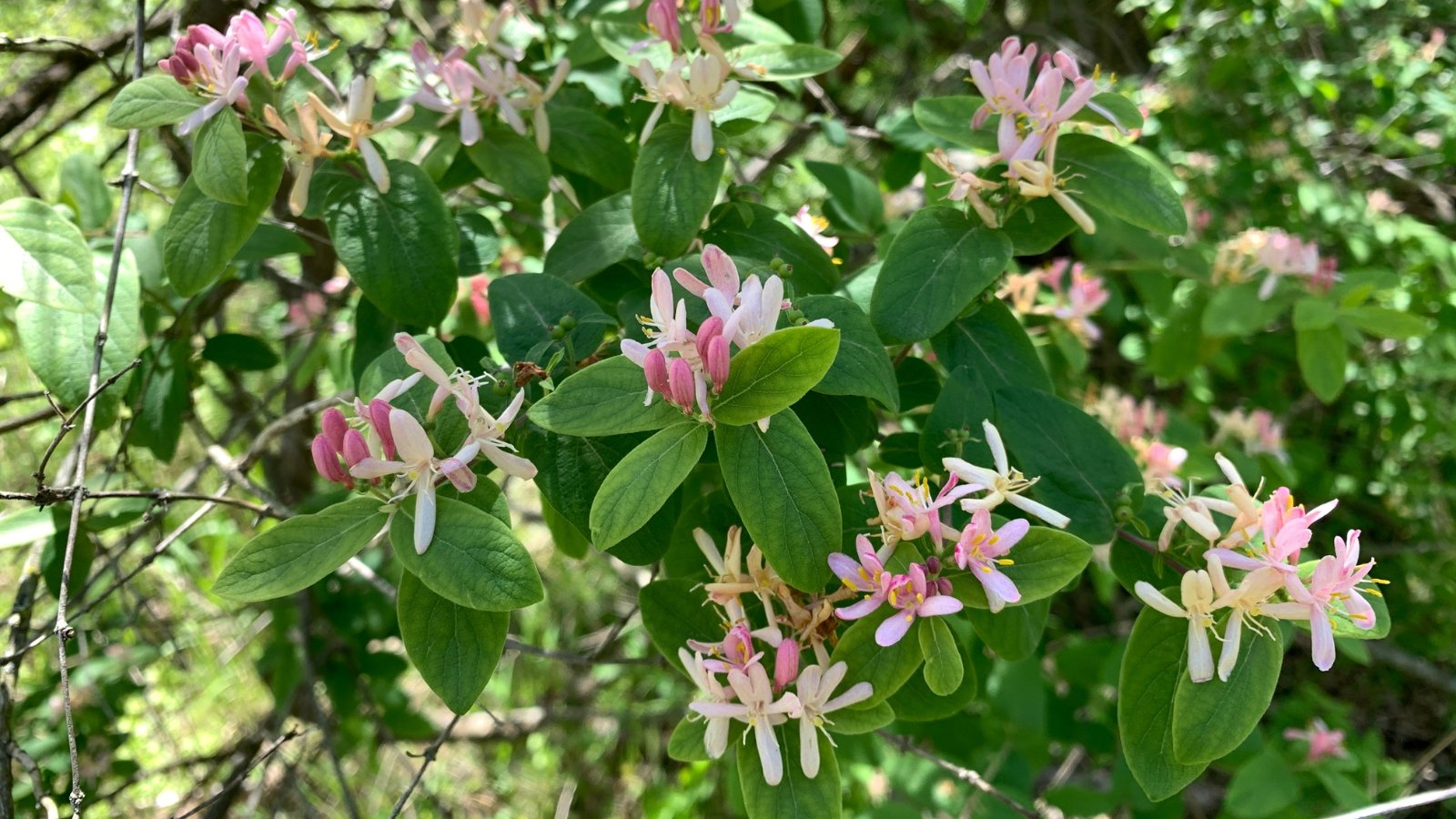 A close-up shot of a composition of flowers that dangle in clusters. The green leaves are opposite, elliptical, and possess a glossy sheen, enhancing their visual appeal. Branches extend gracefully, forming an intricate network within the shrub.
