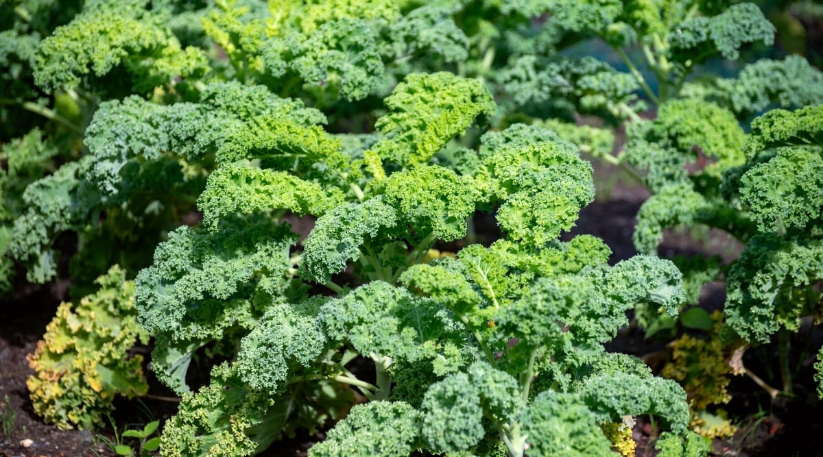 Close-up of growing Kales in a sunny garden. Kale features robust, upright stems with large, curly or fringed leaves that are dark green. The leaves grow in a loose rosette, with a prominent central vein running through each leaf.
