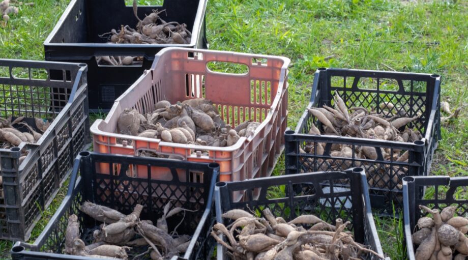 9 Tips for Digging and Storing Dahlia Tubers