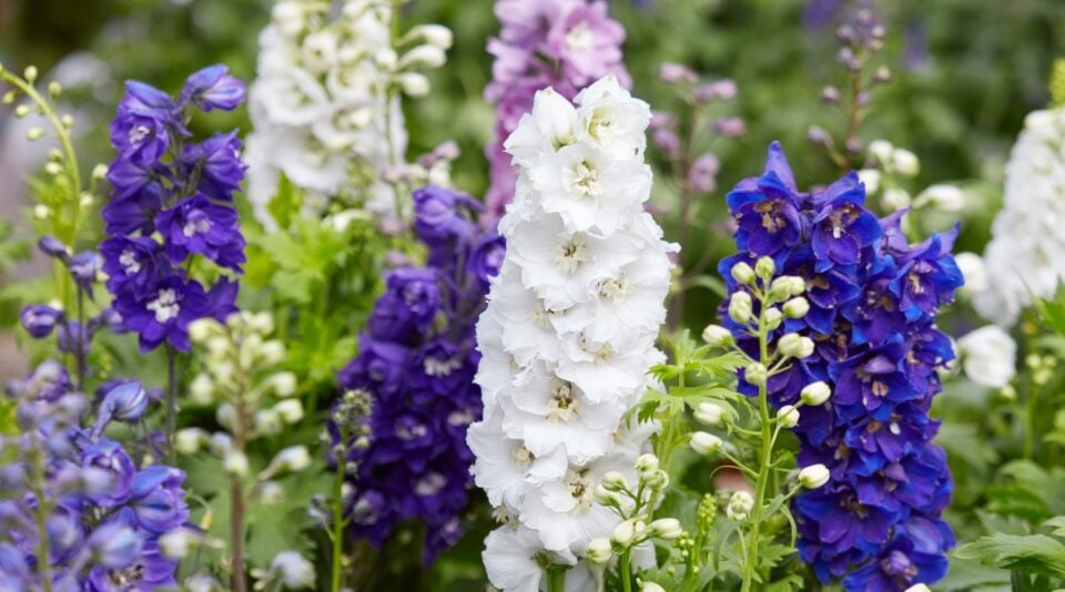 The 23 Best Flowers for Drying Beautiful, Longlasting Decor