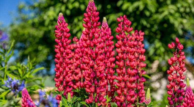 11 Beautiful Lupine Varieties For Your Garden