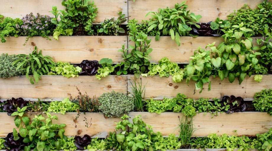How to Create a Vertical Herb Garden in Your Kitchen