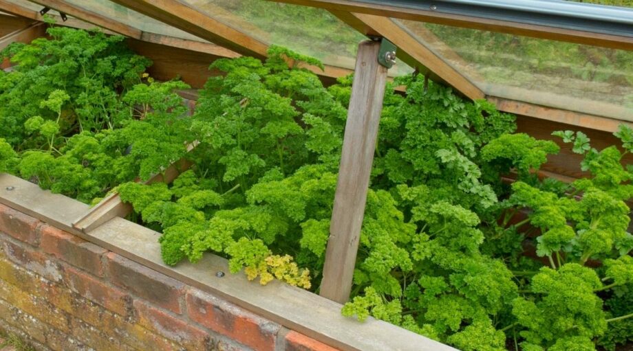 9 Tips for Growing Vegetables in a Cold Frame