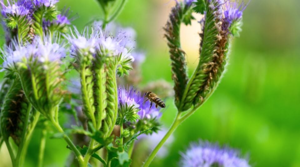 Lush Phacelia Seeds Scene Photography Lush Phacelia Seeds Scene Photography