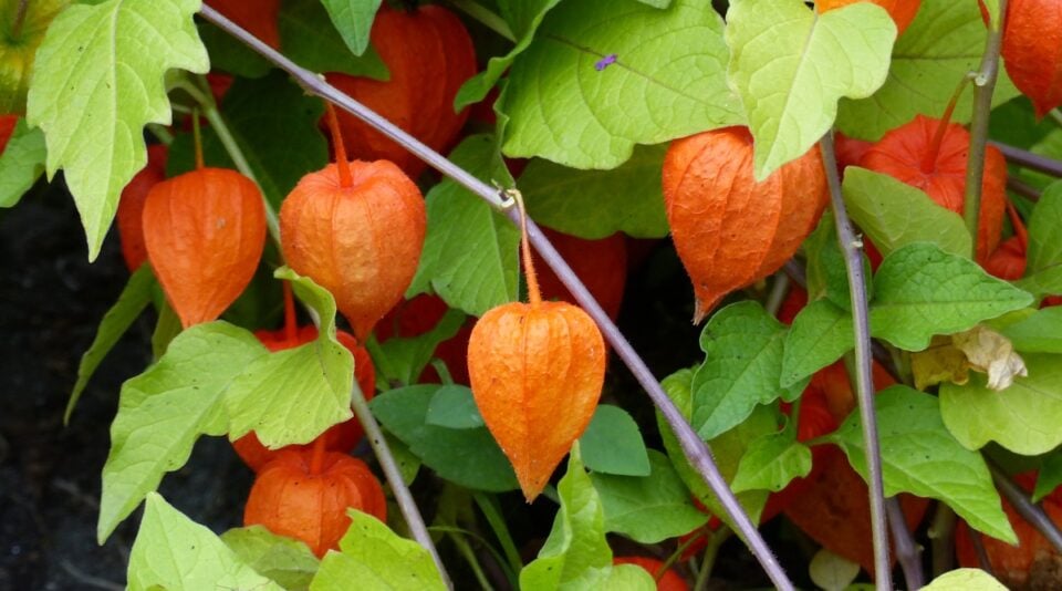 Purple Chinese Lantern Seeds For Planting - 50 Seeds - Exotic Garden Seeds E11