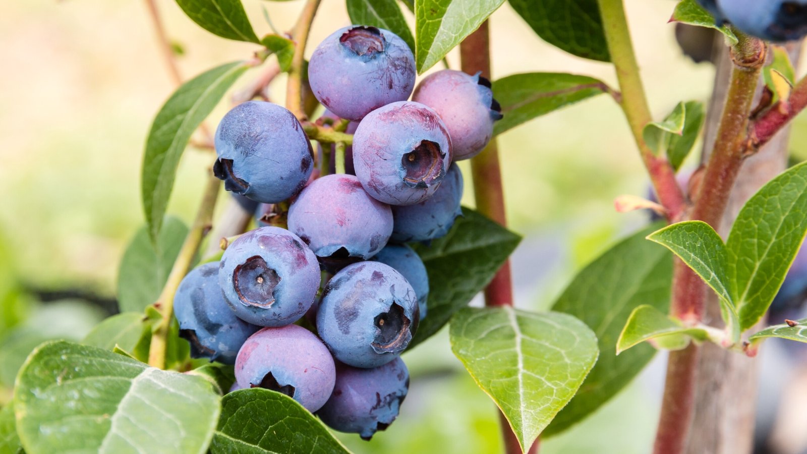 31 Recommended Native Plants for The Northeast