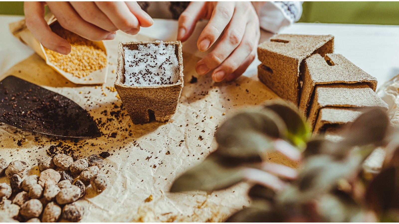 37 Seeds That Require Cold Stratification To Germinate