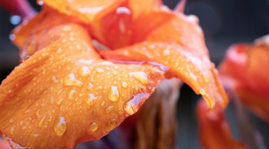 9 Tips for Storing Canna Lily Bulbs This Winter