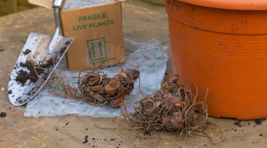 9 Tips for Storing Canna Lily Bulbs This Winter