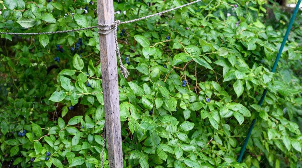 How to Prepare Blueberry Bushes for Winter