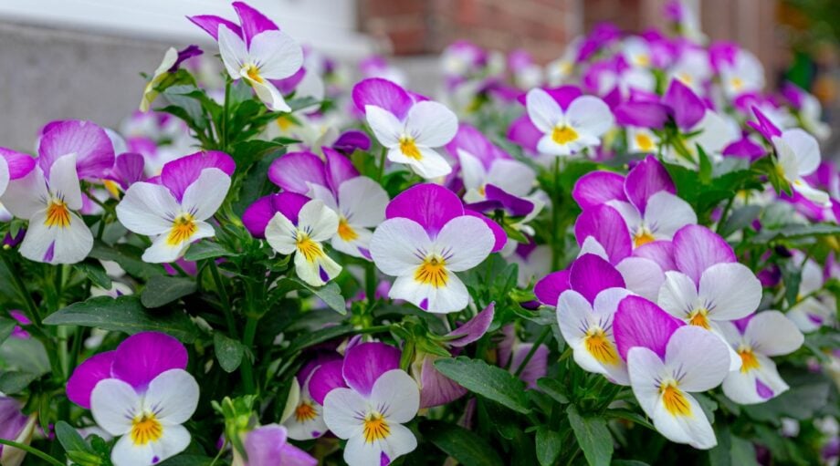 Violas, Violets, and Pansies Grow These FrostReady Flowers