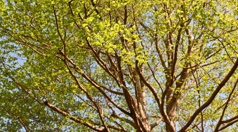 21 Trees With Ornamental Bark For Winter Interest