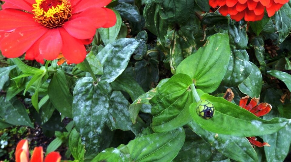 15 Common Zinnia-Growing Problems