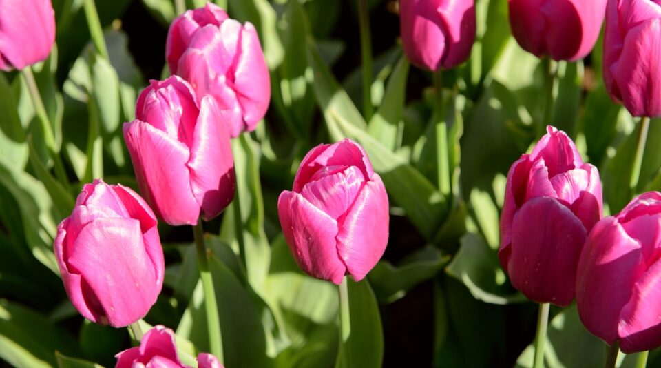 31 Best Bulb Varieties for Sun and Shade