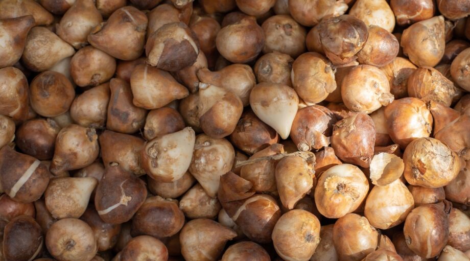 bulb-guide-how-to-tell-if-a-bulb-is-healthy