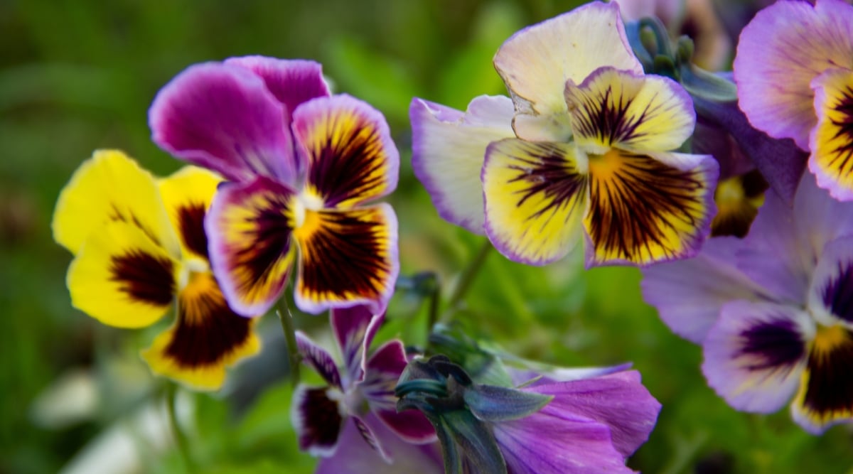 Close-up of blooming Violas on a blurred green background. Violas are charming cool-season plants known for their dainty and delightful appearance. These low-growing, clump-forming plants feature heart-shaped or rounded leaves with scalloped edges. Their vibrant and cheerful flowers come in various colors and combinations, including shades of purple, yellow, white and orange. Viola flowers have a characteristic "face" with a lower petal acting as a landing pad for pollinators and two side petals resembling "ears."