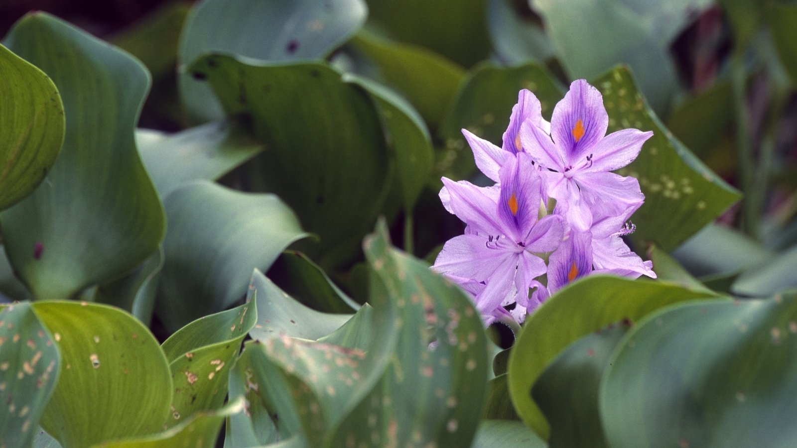 28 Invasive Plants to Avoid in The Southeast!