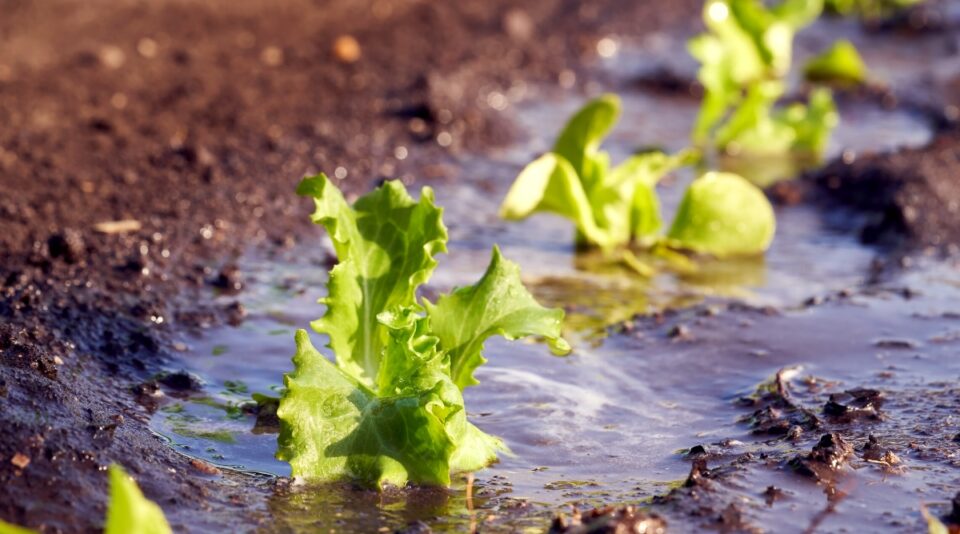 How to Grow Delicious Lettuce From Seed in Your Home Garden