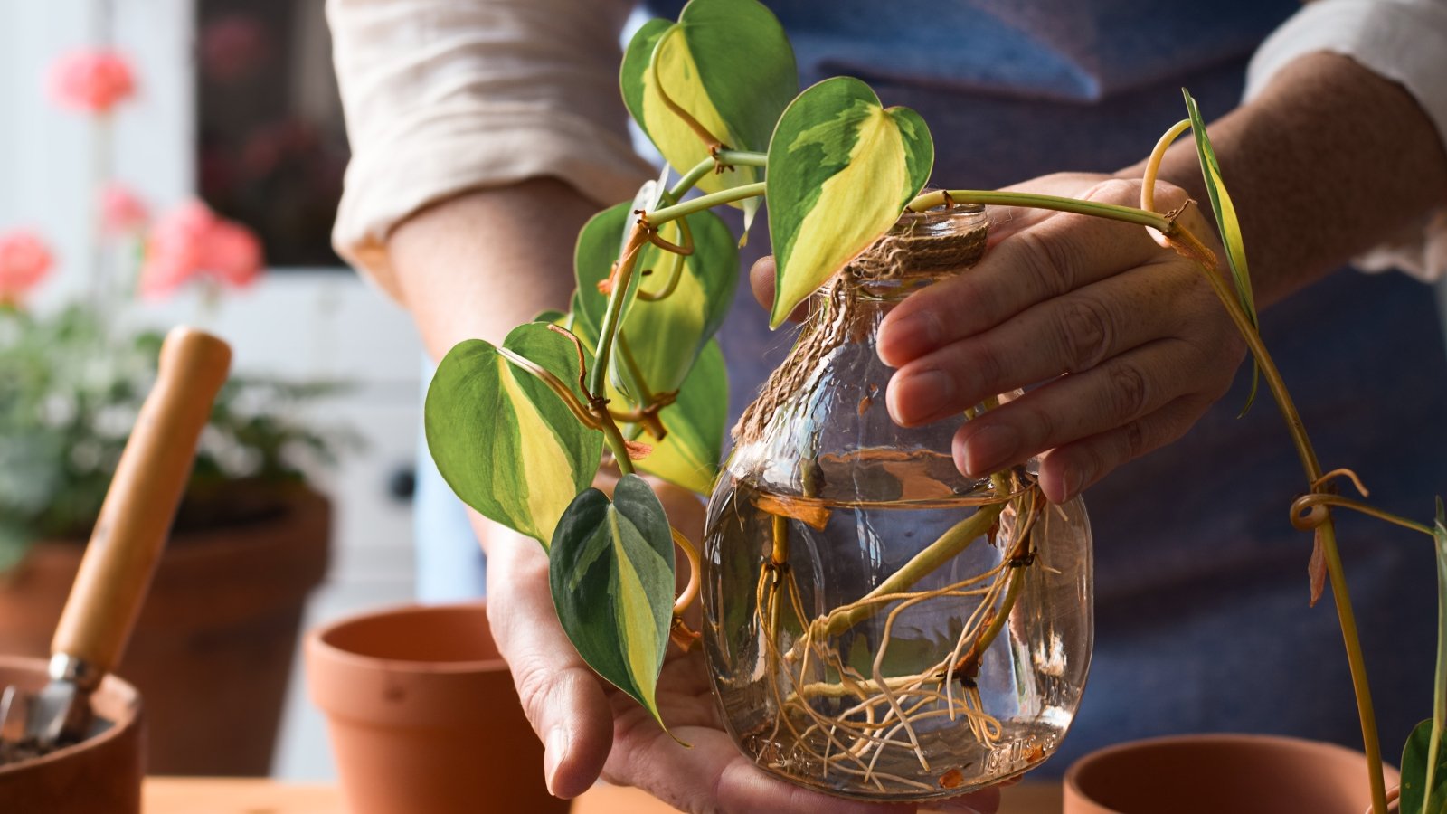 10 Stylish Propagation Vases for Growing New Plants