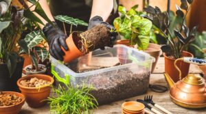 How and When to Repot Houseplants: A Repotting Plant Guide