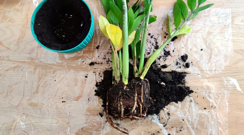 7 Tips for Treating Root Rot in Houseplants