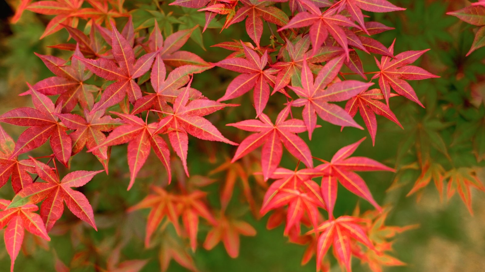 Orangey red, pointed Japanese Maple leaves shine in a shady garden.