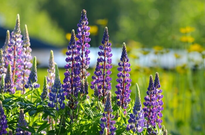 The beautiful blooming spikes of purple and pink lupines shine on a sunny day.