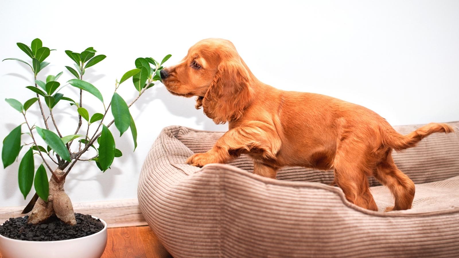 9 Ways To Keep Your Pets Safe From Toxic Houseplants