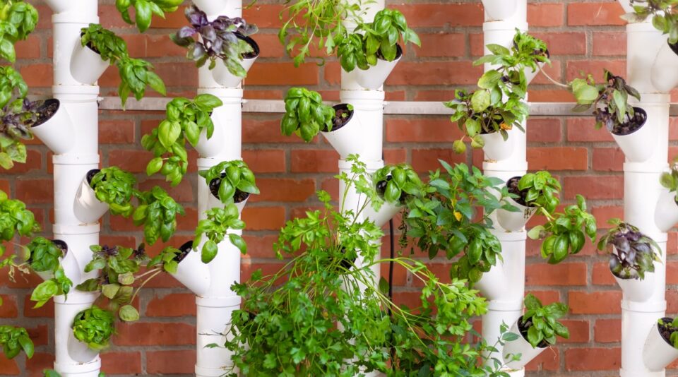 How to Create a Vertical Herb Garden in Your Kitchen