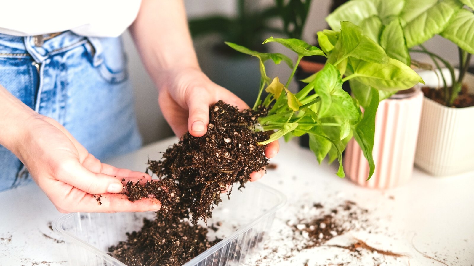 7 Tips for Treating Root Rot in Houseplants