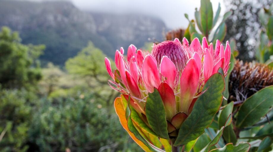 How to Plant, Grow, and Care for Protea Plants