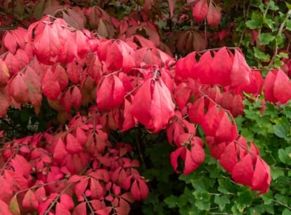 A close-up shot of a composition of red colored leaves of a winged burning bush, showcasing invasive plants northeast