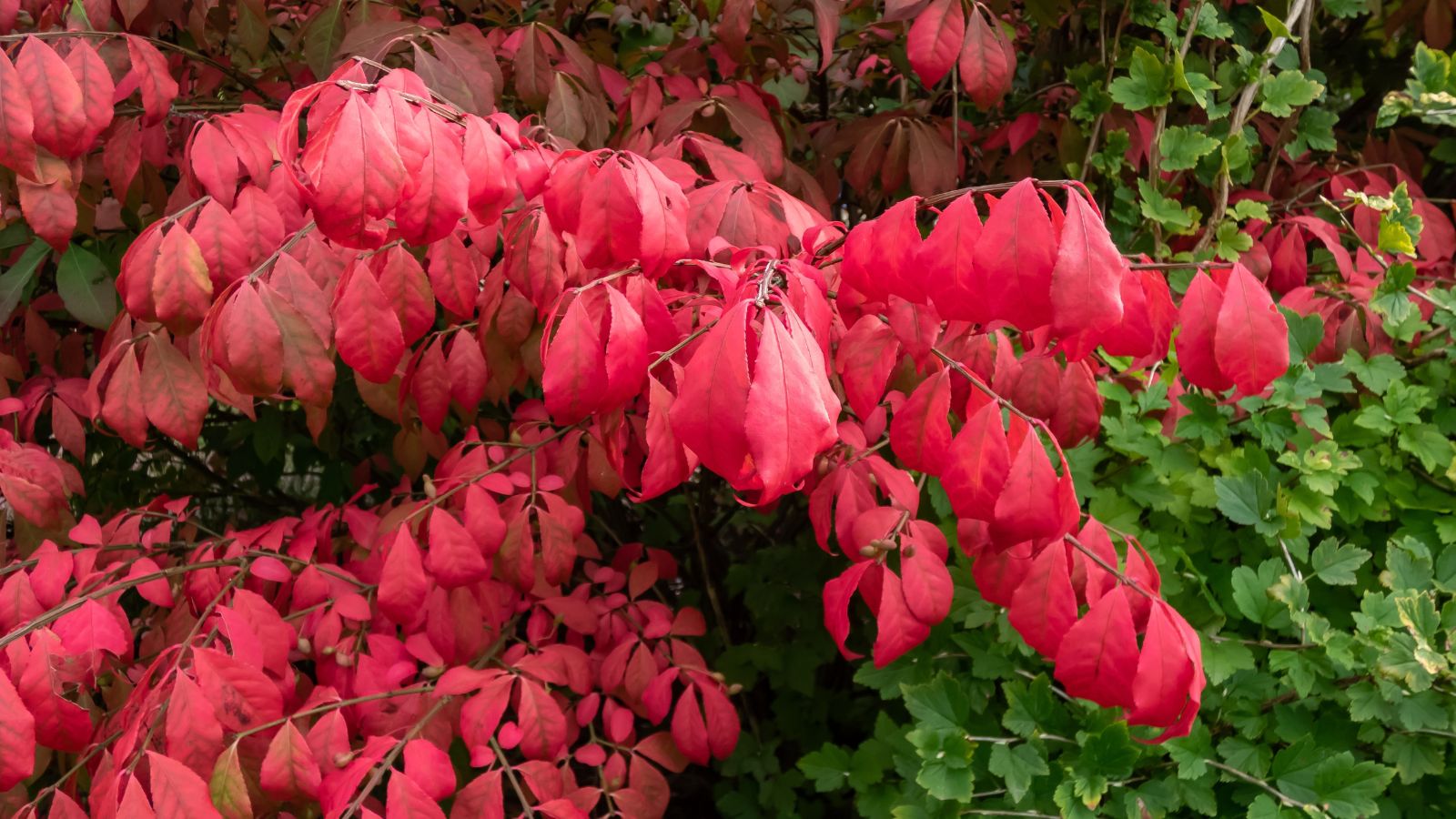 A close-up shot of a composition of red colored leaves of a winged burning bush, showcasing invasive plants northeast