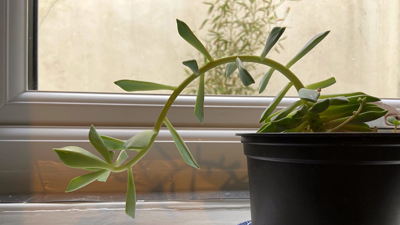 Why Houseplants Get Leggy and How to Fix It