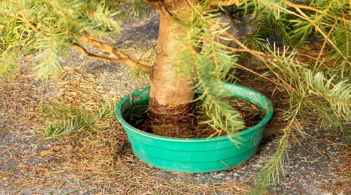 A freshly cut Christmas tree reveals its lower trunk immersed in a green water basin. Surrounding the tree, the cement ground displays a scattering of dry, brown Christmas tree needles.