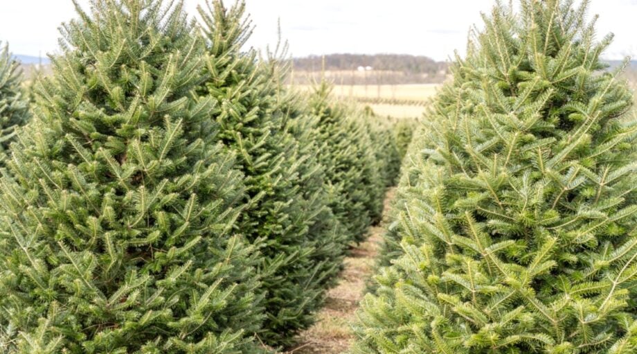 19 Best Types of Live Christmas Trees for Your Home