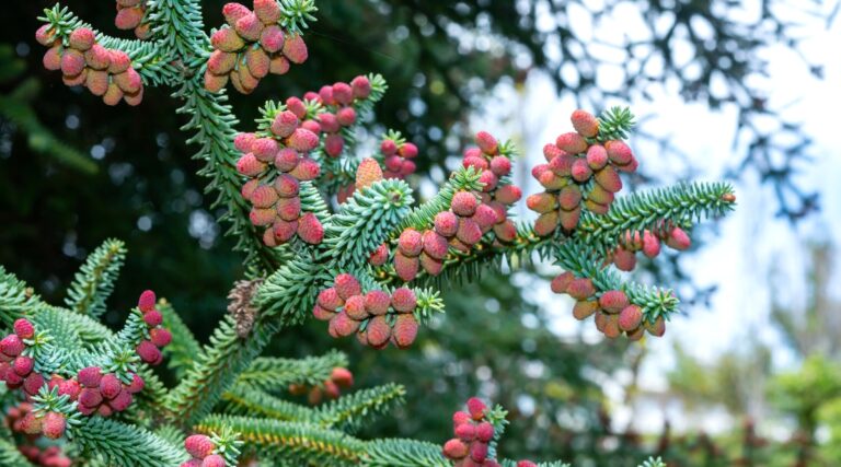 19 Best Types of Live Christmas Trees for Your Home