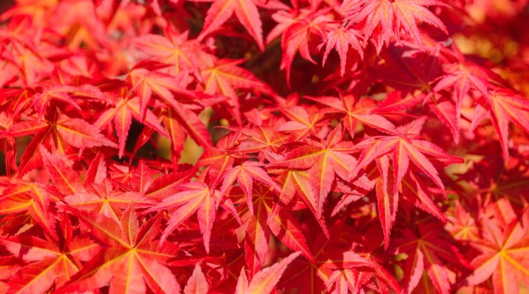 27 Japanese Maple Varieties With Stunning Foliage 27-japanese-maple-varieties-with-stunning-foliage
