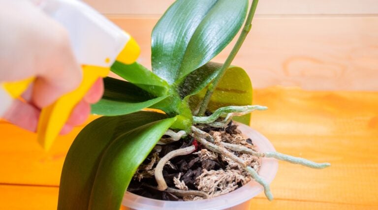 How and When To Fertilize Orchids