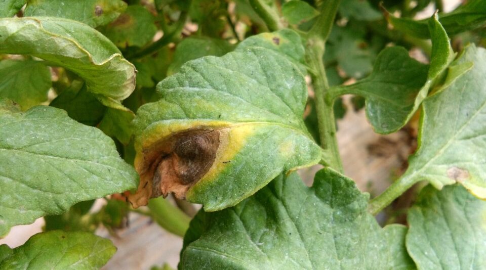 How to Treat 13 Common Garden Fungal Diseases