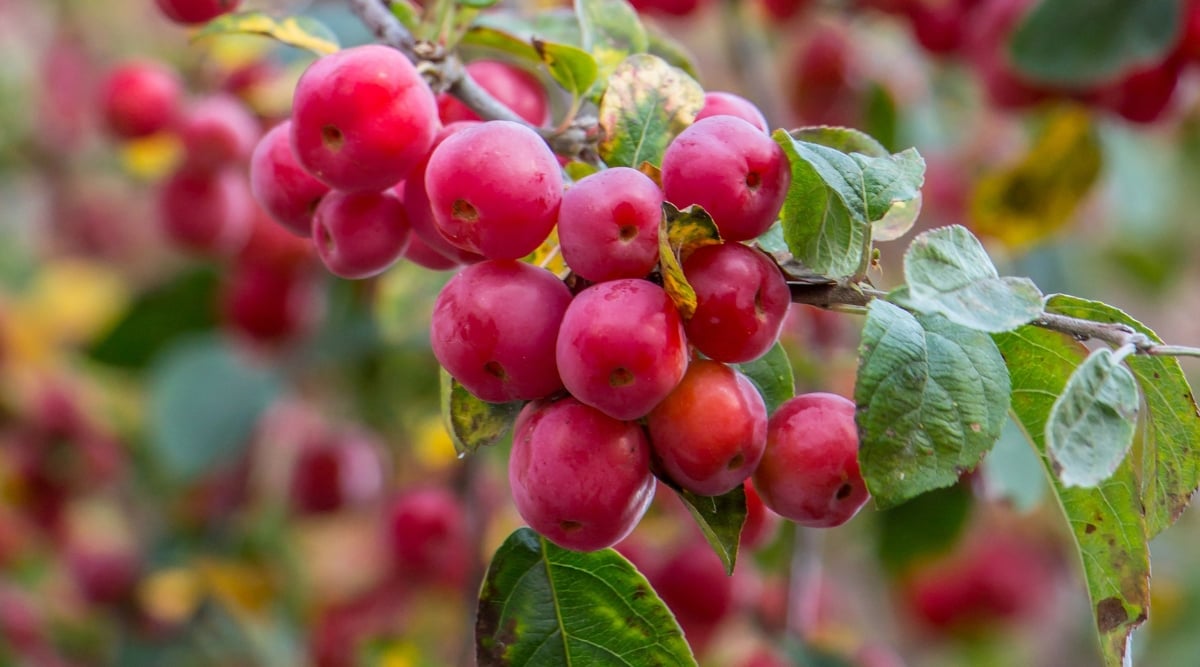 Close up of a cluster of small red berries on a branch with green, oval shaped leaves.
